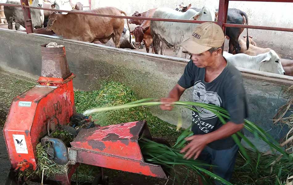 perbedaan pakan rumput cacah dan tanpa cacah